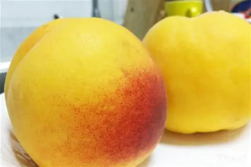 黄桃吃完有哪些好处和坏处 黄桃吃完会发胖吗-
