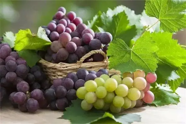 葡萄功效与作用 葡萄归属于生冷食物吗？