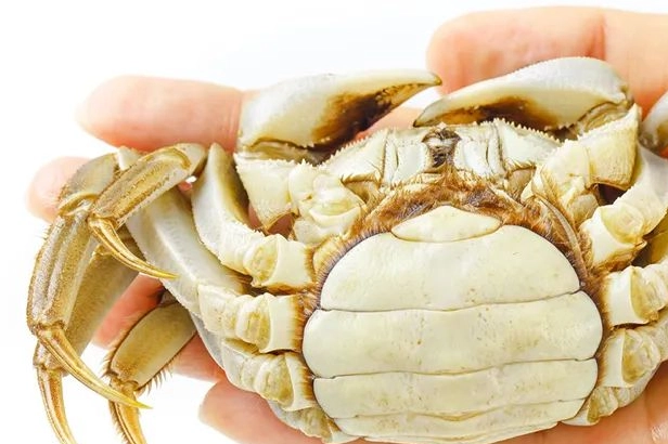 螃蟹刚死了两三个小时能吃吗 螃蟹是公的好吃或是母好吃